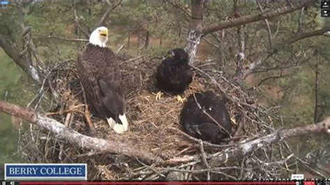 berry eagles cam 1